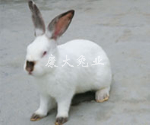 康大兔业