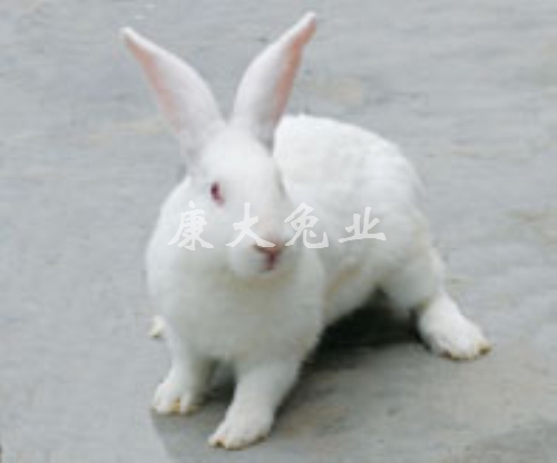 康大兔业