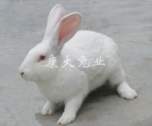 康大兔业