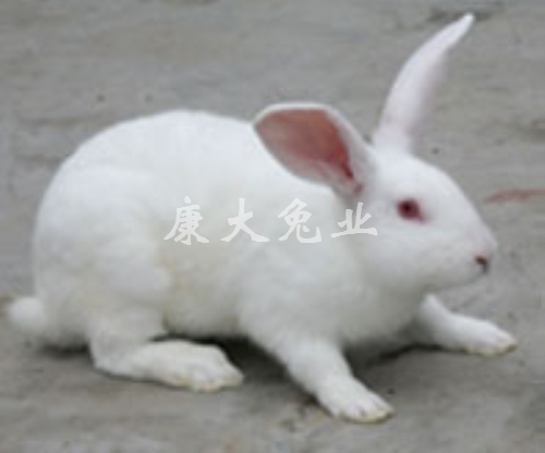 康大兔业