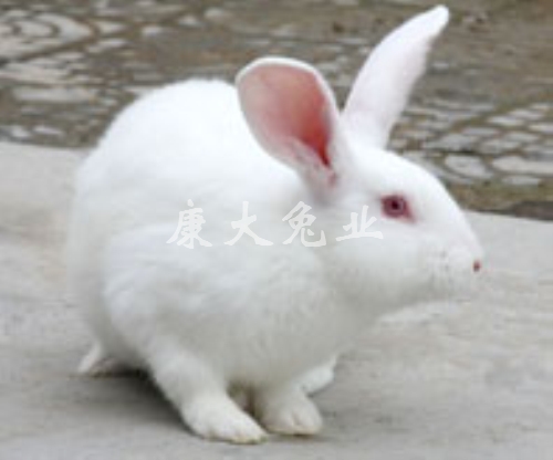 康大兔业